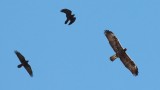 Keizerarend en Bruinnekraaf / Imperial Eagle and Brown-necked Ravens