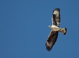 Havikarend / Bonellis Eagle