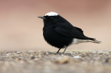 Witkruintapuit / White-crowned Wheatear