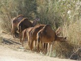 Dromedaries at Yeroham