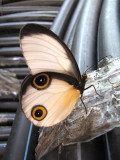 butterfly spec.