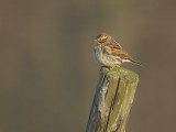 Rietgors / Reed Bunting