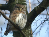 Dwerguil / Pygmy Owl