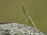Bidsprinkhaan / Praying mantis