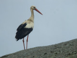 Ooievaar / White Stork