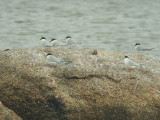 Dwergsterns / Little Terns