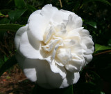 Japanese Camellia in white