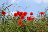 More poppies