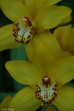 Orchid V