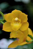 Orchid VI