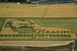 Brahms (Kibbutz Ein Harods wheatfields, Israel)
