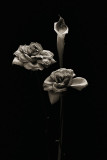 Roses and Calla
