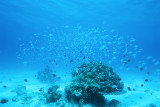 coral and damselfish