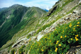 The Yellow Flowers at the Mountain