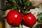 Sweet Red Apples