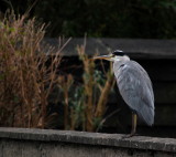 On A Garden Wall