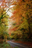 The Deerpark in Autumn