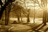 Late afternoon sun