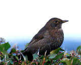 A bird in the bush