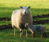 Spring Lamb