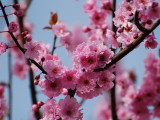 Pink and Blue