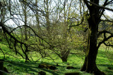 Ravensdale
