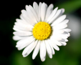 Daisy