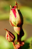 Rosebuds