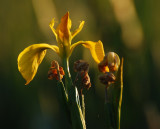 A golden flag