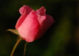 Finding beauty