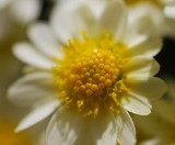 Sunny