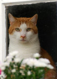 Toffee- again