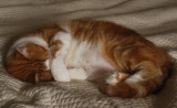 Toffee's got the right idea