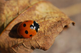 Ladybird