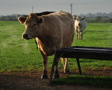 Morning moo