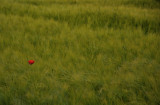 Standing Out From The Crowd