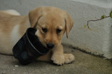 Going Potty