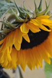 Wilting