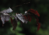 A rainy evening