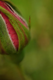Rosebud