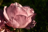 Pink Rose