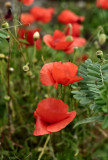A Splash of Colour