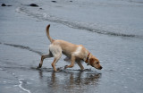 Water Dog