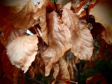Looking for Colour