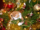 And a cat in the Christmas tree