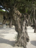 Old cork trees