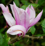 Magnolia