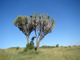 cactus tree (Euphorbia candelabrum)