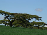 acacia in wheatfields in the Rift Valley