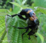 Burying beetle (<em>Nicrophorus tomentosus</em>)